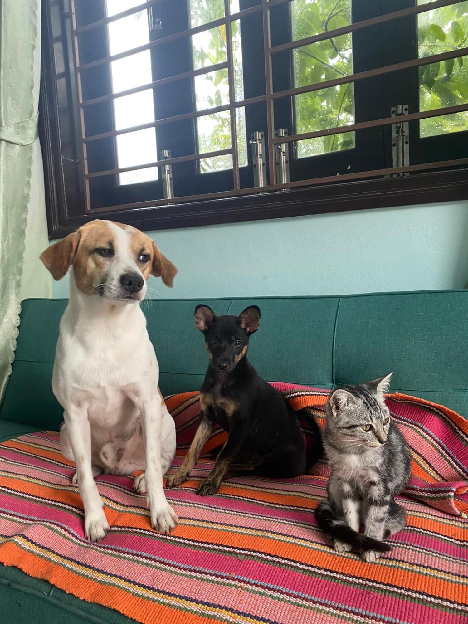Laoxao Homestay Hoi An Dış mekan fotoğraf