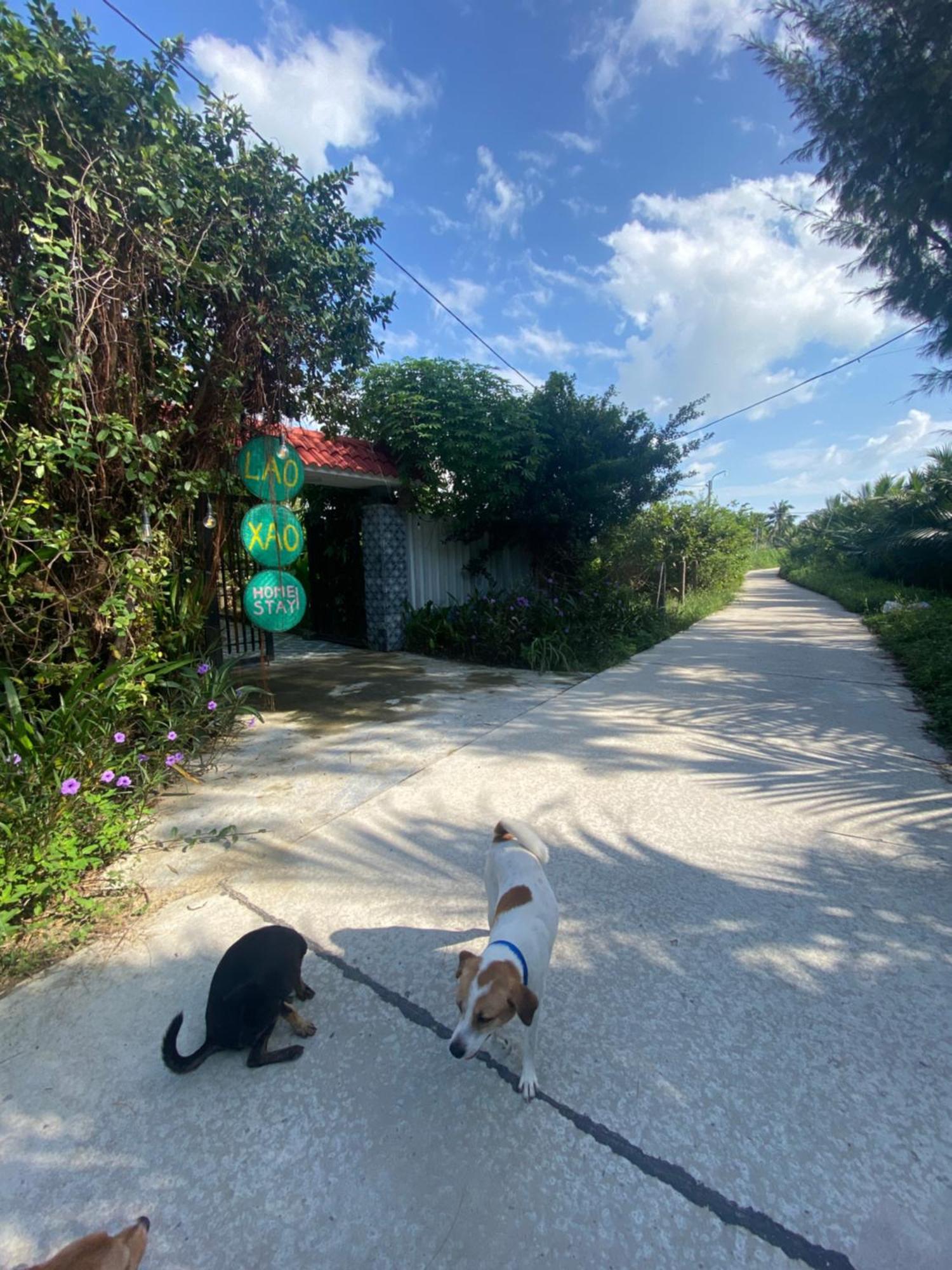 Laoxao Homestay Hoi An Dış mekan fotoğraf